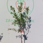 Granátovník púnsky (Punica Granatum) ´MOLLAR DE ELCHE´ - výška 140-180 cm, obvod kmeňa 4/6 cm, kont. C10L (-16°C) 